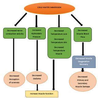 Physiological effect of cold water immersion [13] | Download Scientific ...