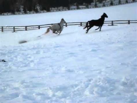 Horse pulling sled disaster:-) - YouTube