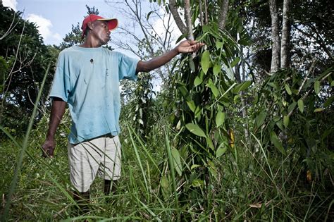 In Madagascar vanilla is expensive, but labor is cheap