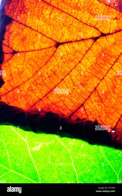 Leaf Close up Stock Photo - Alamy