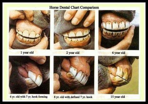 Horse Teeth Age Chart