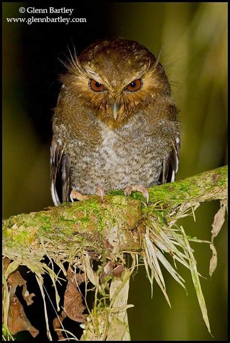 Long-whiskered Owlet | Focusing on Wildlife