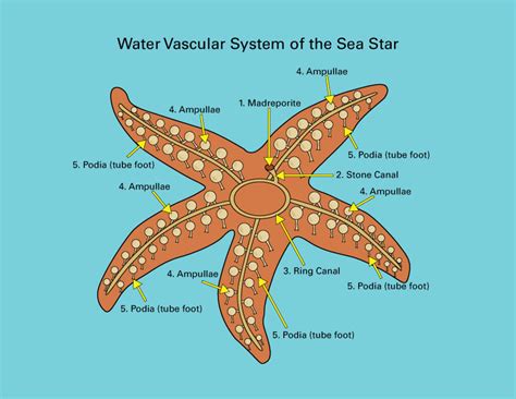 Sea Stars (Starfish): Anatomically Speaking – Seatales Publishing Company