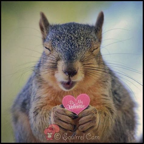 95 best images about Shiny Squirrel! on Pinterest | Cutest pets, Baby ...