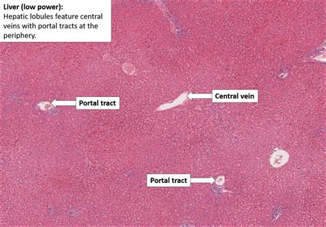 Liver Histology