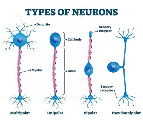 Types of neurons vector illustration | Types of neurons, Neurons ...