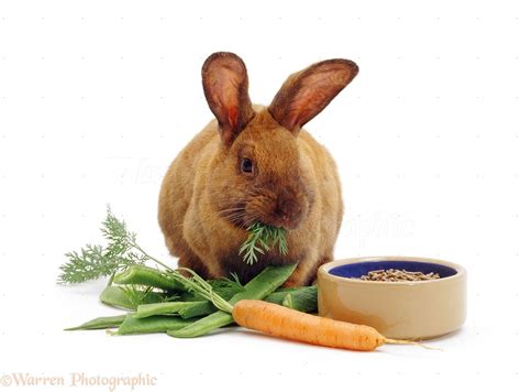 Rabbits Eat Carrots images