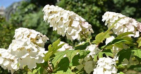 Oakleaf Hydrangea: Growing and Care Of Hydrangea quercifolia