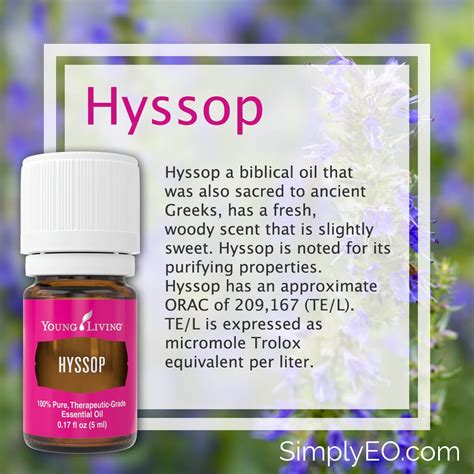 Hyssop 5ml Essential Oil Young Living | Aromatherapy / Essential Oils ...