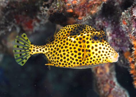 The Spotted TrunkFish | Fun Animals Wiki, Videos, Pictures, Stories