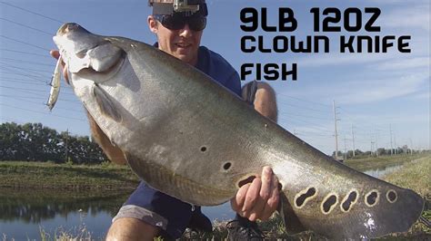 9lb 12oz Giant Clown Knife Fish on a Jerkbait Fishing Florida Day 3 ...