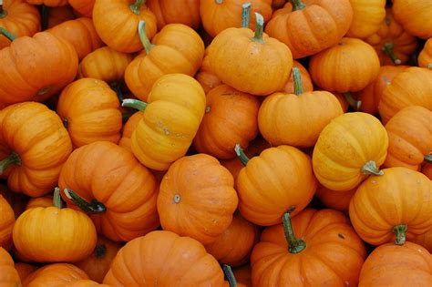 Free photo: Pumpkins, October, Harvest - Free Image on Pixabay - 379869