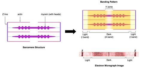 Describe the Structure of a Sarcomere