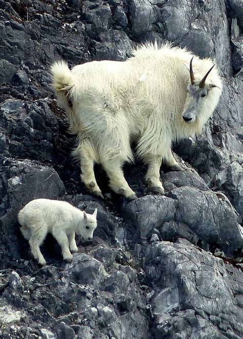 Baby Mountain Goat Climbing