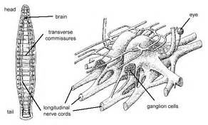 Class Turbellaria - Zoology Phyla