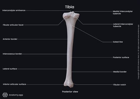 Tibia And Fibula Diagram