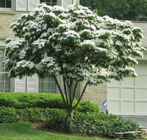 7 Chinese Kousa Dogwood Tree Seeds-1204 - Etsy | Arbres pour petit ...