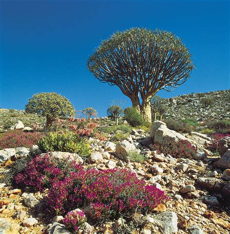 Karoo | Desert, South Africa, & Map | Britannica