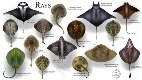 Top 193 + Types of rays animals - Electric-kingdom.net