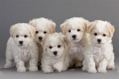 Beautiful Bichon Frise Puppies are Here! - Petland Mall of Georgia