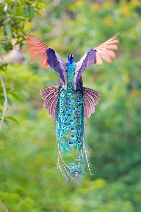 19 Peacocks That Not Only Fan Their Tails But Flap Their Wings As Well ...