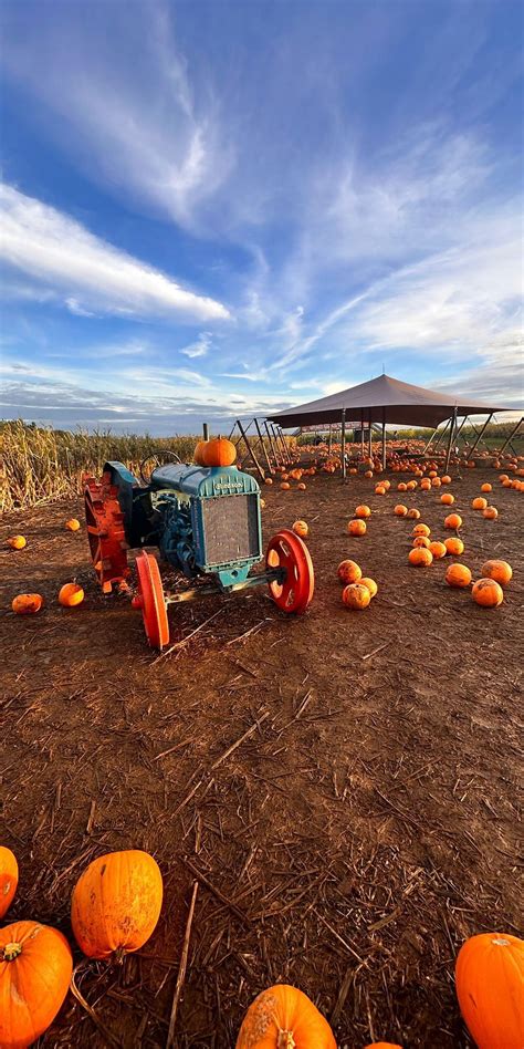 The Biggest Cotswold Pumpkin Patch | Photo Opportunities