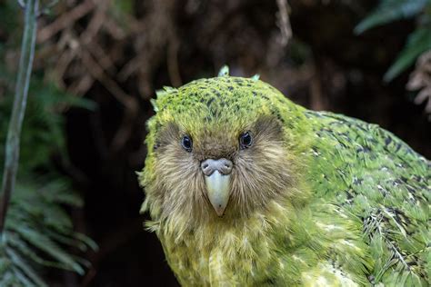 New Zealand's Kakapo | BirdNote