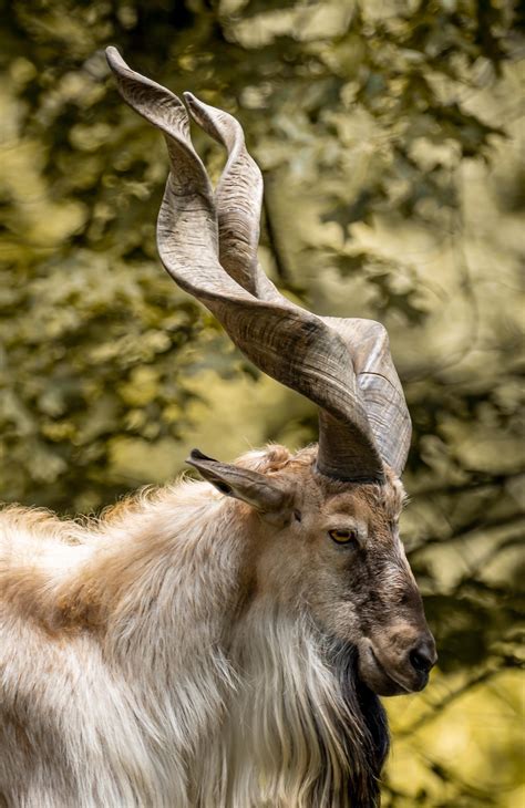 A7iii 70-300 Portrait of a Markhor Goat : r/SonyAlpha