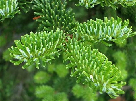 Fraser Fir - Our Farm Christmas Trees