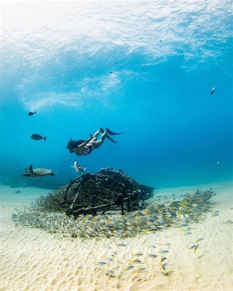 Scuba Diving In Oahu: A Guide To The Best Dive Sites And Operators ...