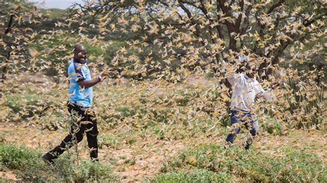 Locust plague in East Africa prompts UN to call for international aid ...