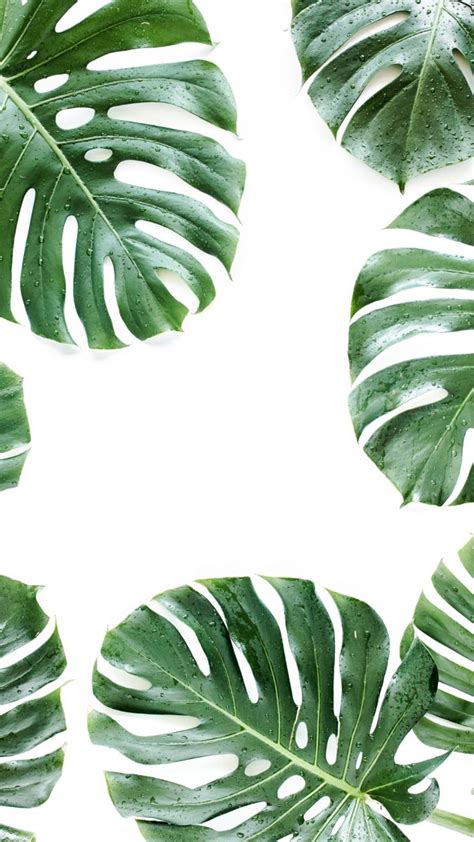 Monstera wallpaper, 2024 | Resim sanatı, Renkler, Çiçek