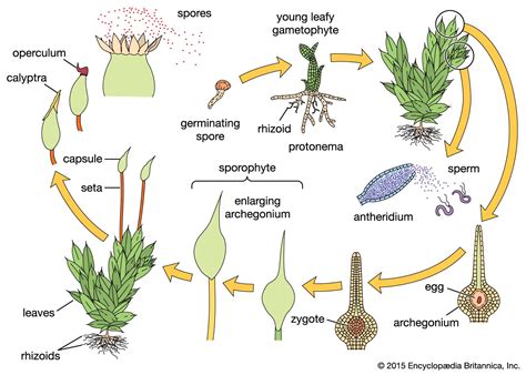 Spore | Definition, Types, & Examples | Britannica