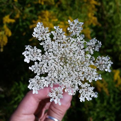 Queen Anne's Lace. Did you know it's edible? Also known as Wild Carrot ...