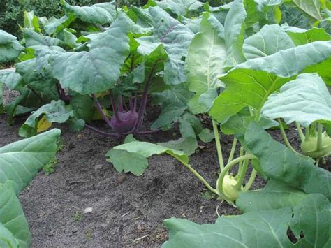 How to Grow Kohlrabi from Seed – Bountiful Gardener