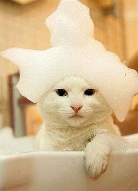 Ten Pictures of Cats in Bubble Baths That Will Make Anyone Smile