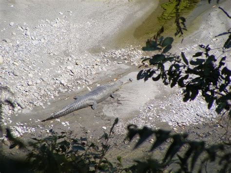 Ganges River Crocodiles