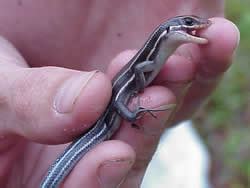 Blue-tailed Skink Facts, Habitat, Diet, Life Cycle, Baby, Pictures