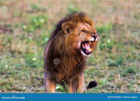 Terrifying Roar of a African Lion. Masai Mara Stock Image - Image of ...