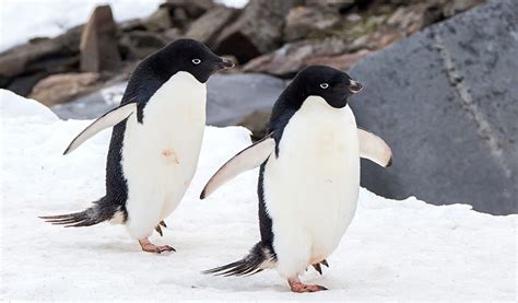 Adelie Penguin - Facts, Diet & Habitat Information