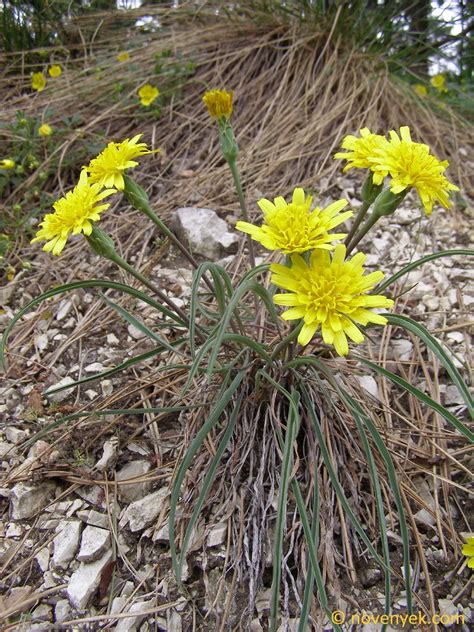 Image collection of wild vascular plants - Scorzonera austriaca