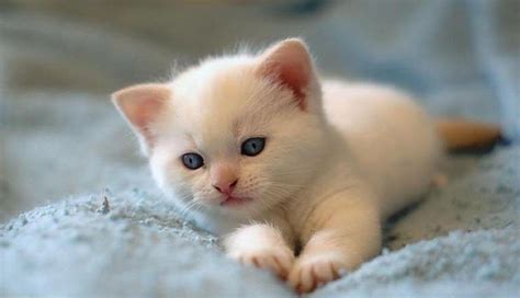 Cute Cat Wallpaper - Cute Baby Cats Wallpapers - Wallpaper Cave ...