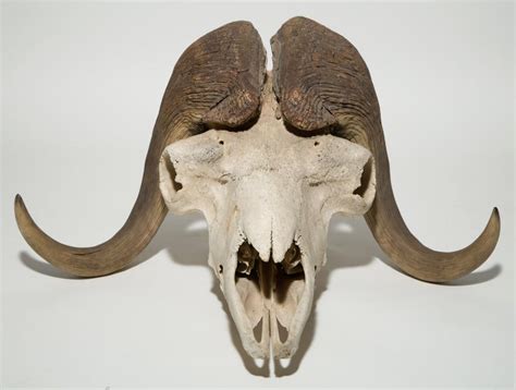 Sold Price: Musk Ox Taxidermy Skull with Horns - May 2, 0119 10:00 AM EDT