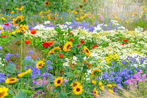 7 Things To Consider Before Planting a Wildflower Meadow | Family Handyman