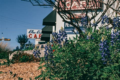 blue bonnets in front of the blue bonnet cafe | a cheerful texas | Flickr