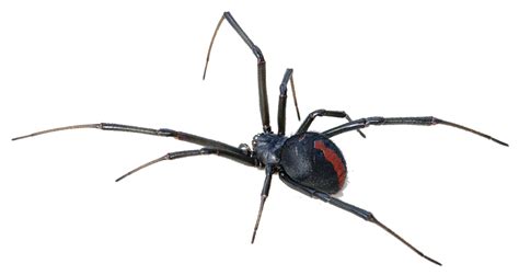 Australia Redback spider Spider bite Venom - Black Widow Spider ...