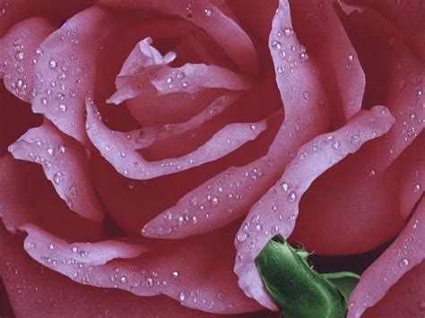 a close up of a rose, with drops of water on the | Stable Diffusion ...