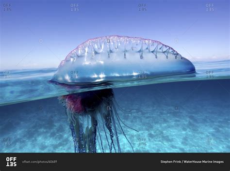 Over/Under View Of A Man Of War, Also Known As Portuguese Man Of War ...