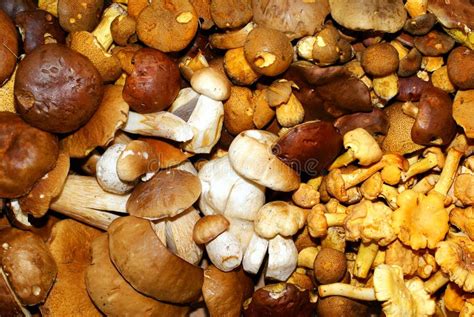 Edible fungi. stock photo. Image of crops, brown, clustered - 15815812