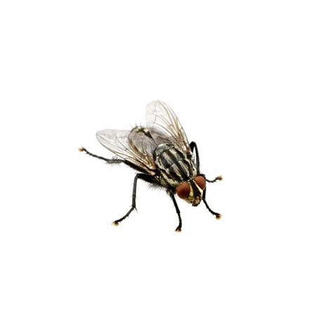 Flesh Fly | Active Pest Control - Pest Control and Exterminator Services